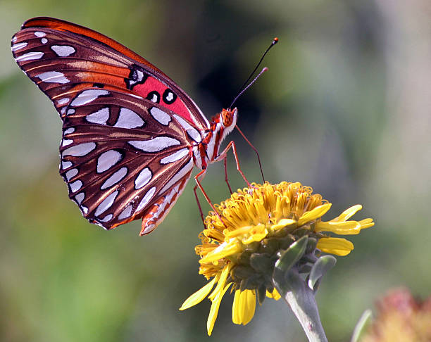 istock Gulf Fritillary butterfly 486739726