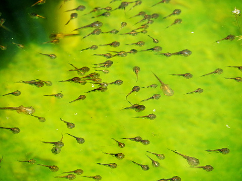 Tadpole family and green nature background, Tadpoles and family find any food in water