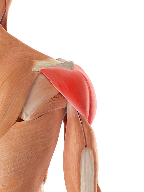 el músculo deltoides - deltoid fotografías e imágenes de stock