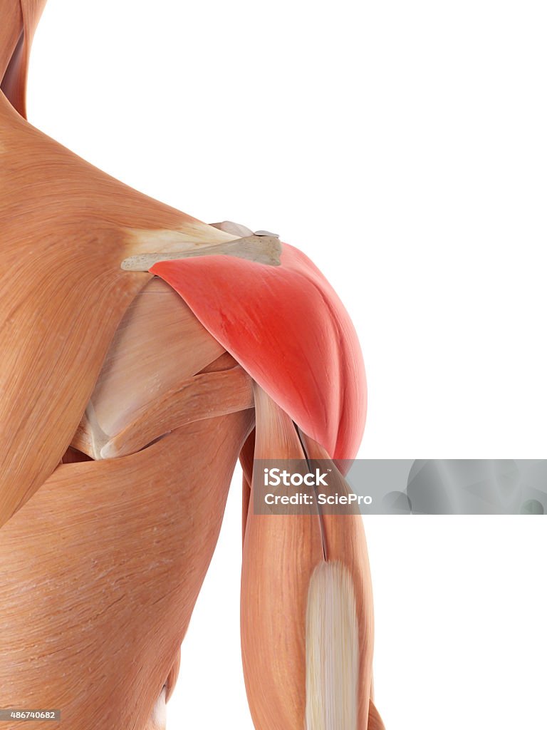 the deltoid muscle medically accurate illustration of the deltoid muscle Deltoid Stock Photo