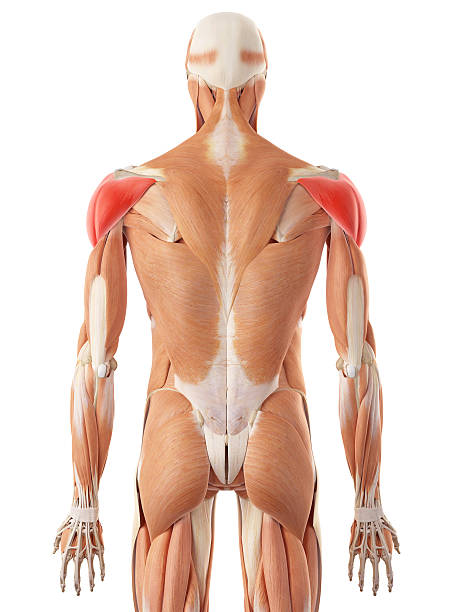 istock the deltoid muscle 486740684