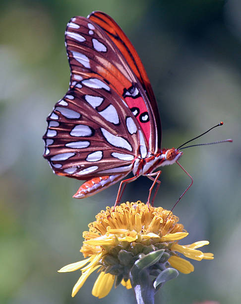 istock Gulf Fritillary Butterfly 486741072