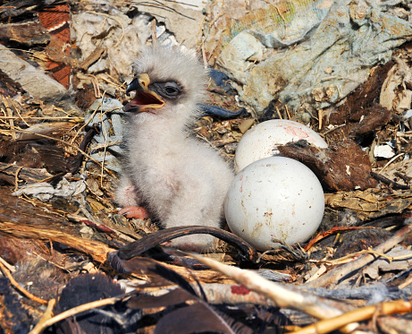 Steppe Eagle young chick in the nest. The rare bird Aquila nipalensis of prey protected species