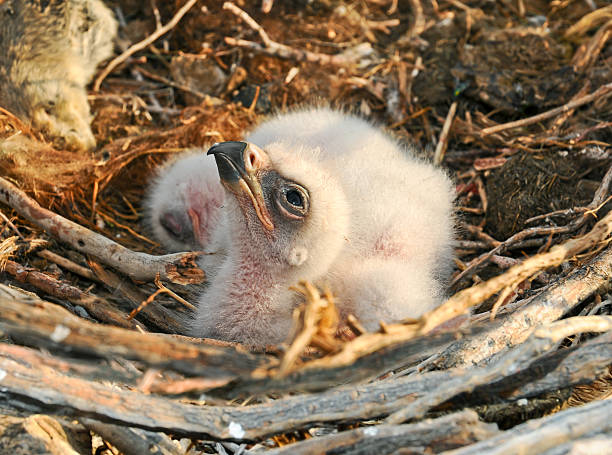 nestlings Steppe Eagle Steppe Eagle young chick in the nest. The rare bird Aquila nipalensis of prey protected species steppe eagle aquila nipalensis stock pictures, royalty-free photos & images