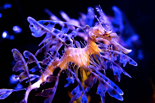 Leafy sea dragon in a showy display of his leaves.