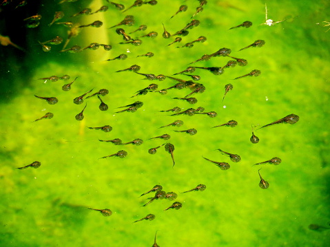 Tadpole family and green nature background, Tadpoles and family find any food in water