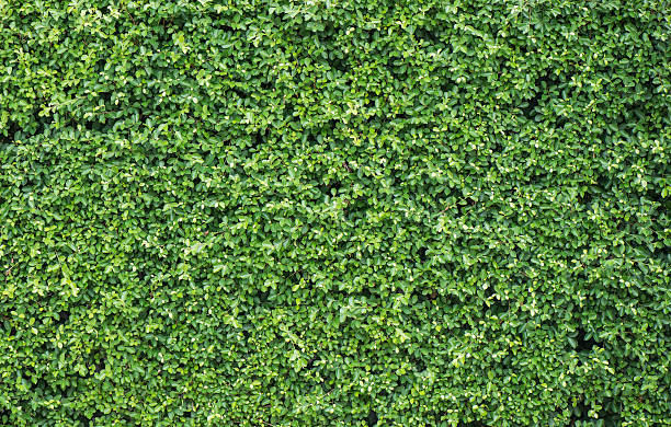 istock Banyan leaves green wall background 486742500