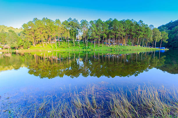 istock Sunshine at Pang-ung, pine forest park in panorama view 486742646