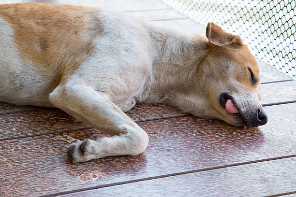 istock sleeping thai dog in public place 486742852