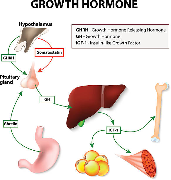 hormon pertumbuhan manusia - hormon ilustrasi stok