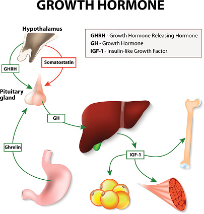 Growth hormone (GH) or somatotropin secreted by the pituitary gland. Growth hormone-releasing hormone (GHRH) stimulates anterior pituitary gland to release GH. The target of Growth hormone