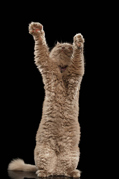 istock Scottish Cat Standing on Hind Legs Reaching Paw 486743176