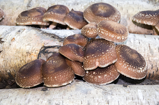 Shiitake mushrooms growing on a birch trunk.