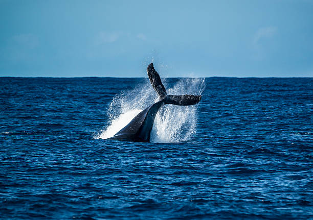 Humpback Whale Tail Thrust stock photo