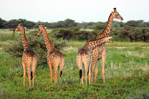 istock Namibia: Giraffe at Etosha National Park 486743557