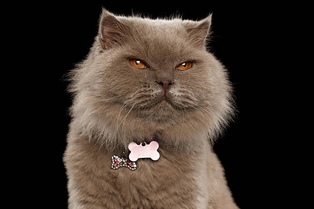 istock Closeup satisfied Scottish Cat on Black 486743762