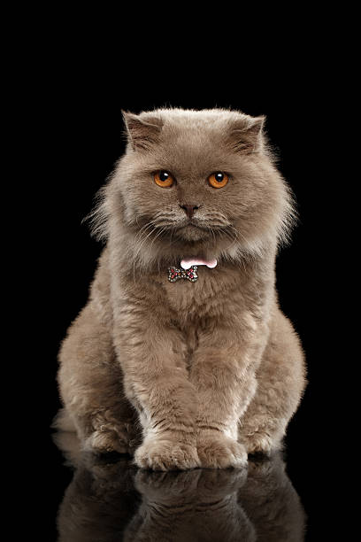 istock Closeup Scottish Cat Curiosity Looking on Black 486744434