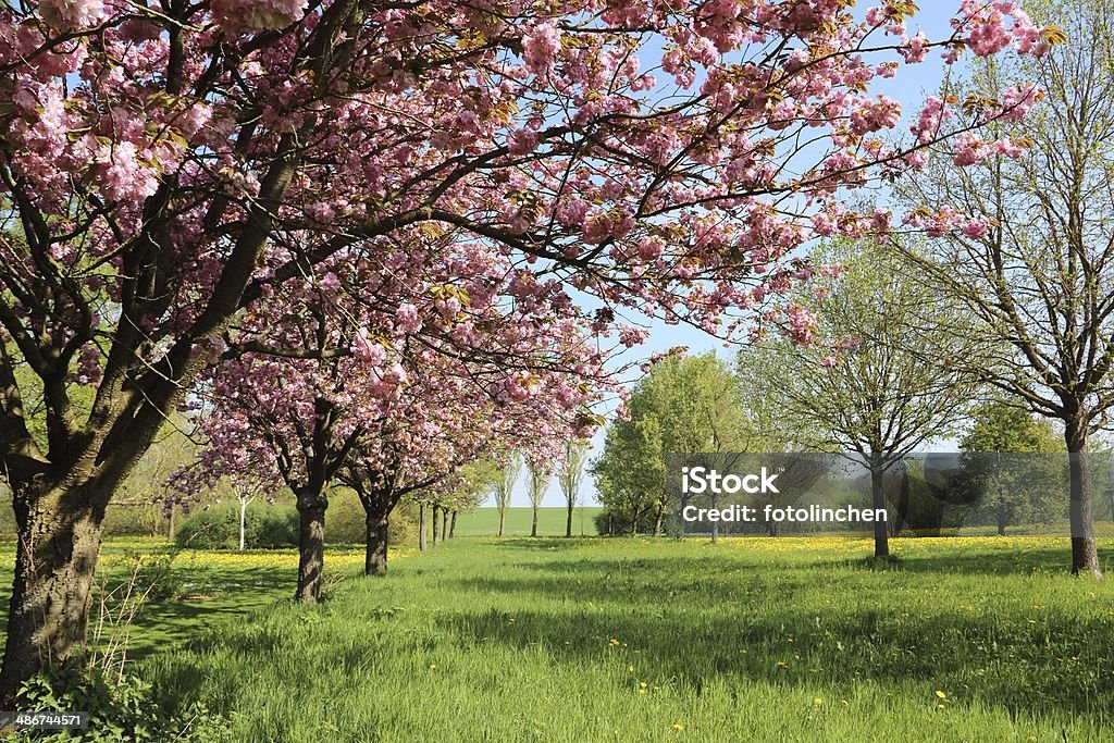 Frühlingskirschblüten - Lizenzfrei April Stock-Foto