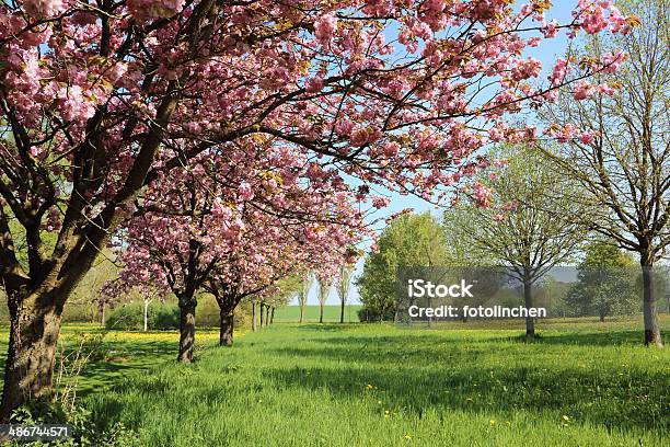 Frühlingskirschblüten Stockfoto und mehr Bilder von April - April, Baum, Baumblüte