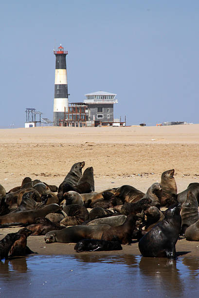 istock Namibia: Brown Fur Seal colony near a lighthouse 486745011