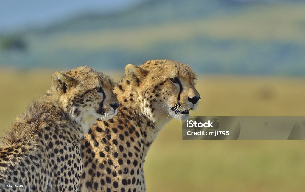 Cheetahs el Serengeti - Foto de stock de Guepardo libre de derechos