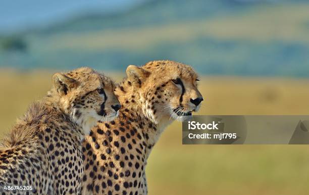 Cheetahs Del Serengeti - Fotografie stock e altre immagini di Ghepardo - Ghepardo, Africa, Ambientazione esterna