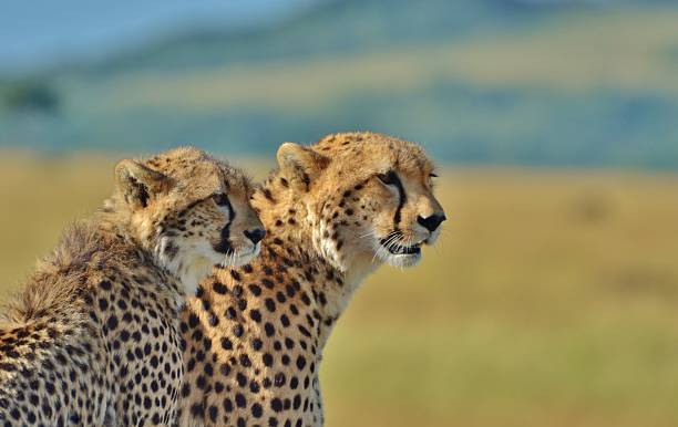 istock Cheetahs of the Serengeti 486745205
