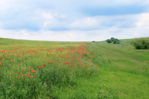 Spring rural landscape, a field with red poppies
