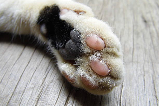 istock Closeup of cat foot 486747128