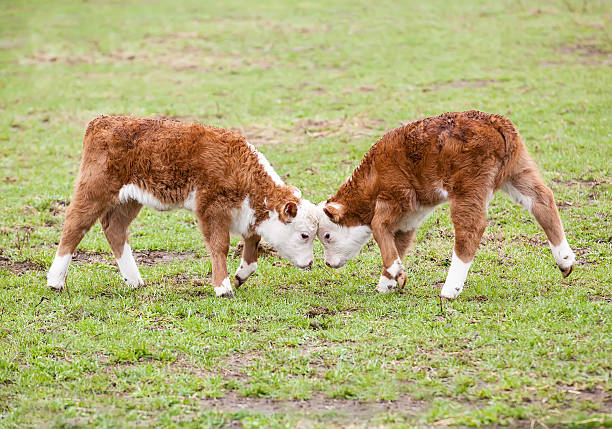 Two young Hereford calves playing and butting heads.