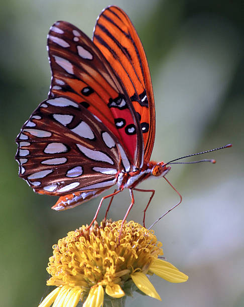 istock Gulf Fritillary butterfly 486748114