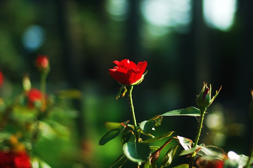 Rose rosse photo
