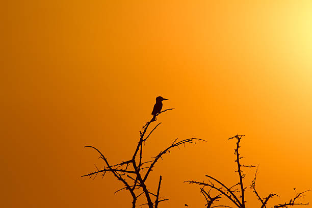 istock Sunset Silhouette of a Kingfisher 486748442