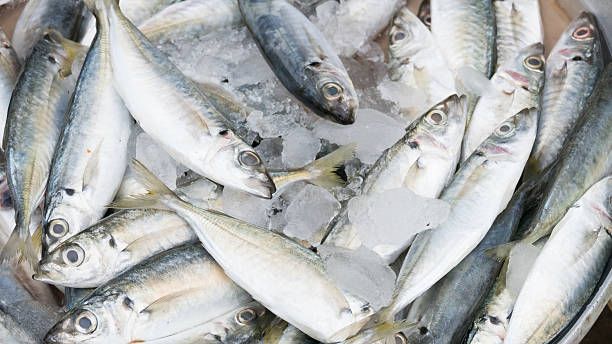 istock fish for sale in local market 486748580