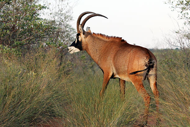 A Roan Antelope (Hippotragus equinus) in the savannah of the Waterberg Plateau National Park in Namibia.