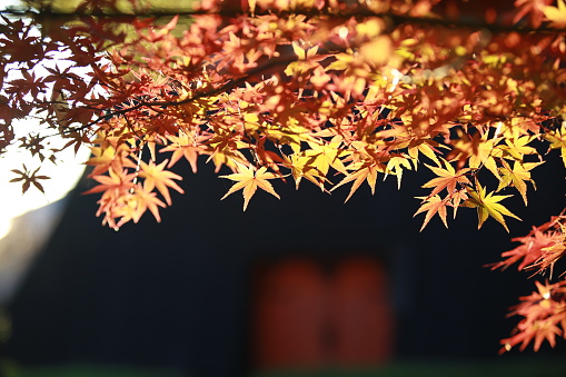 autumn leaves near japan temple change the color in the japan park view in Kyoto