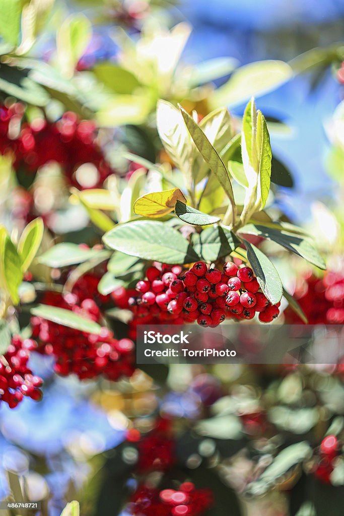 Red berries on branch Red berries on branch selective focus Autumn Stock Photo