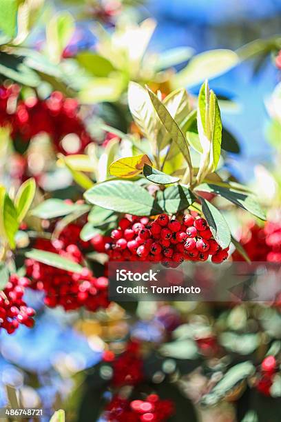 Red Berries On Branch Stock Photo - Download Image Now - Autumn, Backgrounds, Beauty