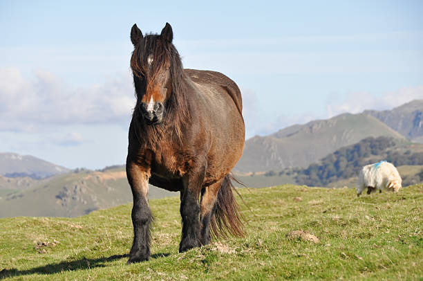 istock Wild horse in Pyrenees 486748753