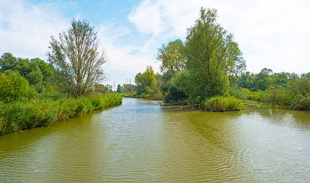 istock Reed along a lake waving in the wind 486749034