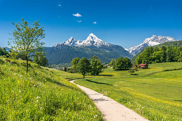 istock Idyllic spring landscape in the Alps with meadows and flowers 486749374