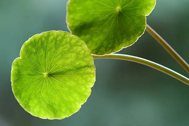 Asiatic Pennywort (Centella asiatica)or Gotu Kola leaf herb alternative medicine for arthritis back lit outdoors 
