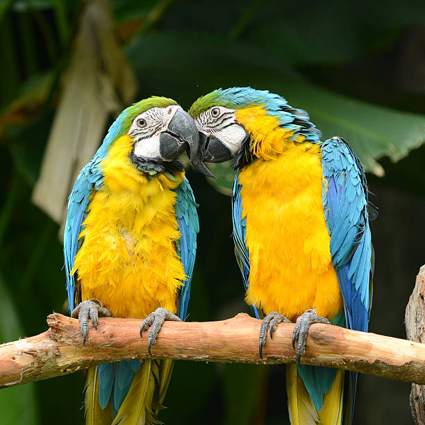 istock Mating Yellow and Blue Macaw Parrot bird 486749403