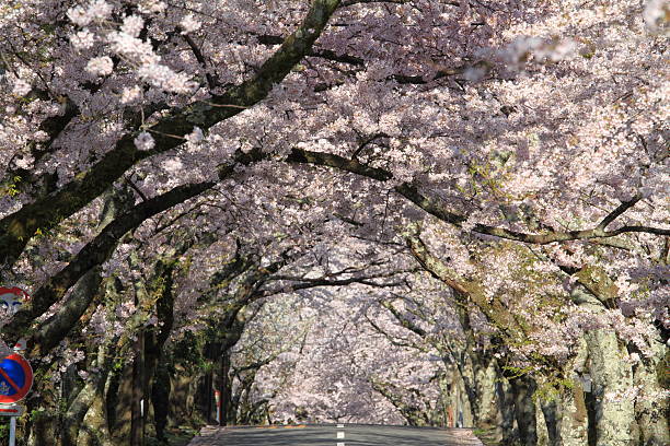 linha de árvores de cerejeira em izu highland, japão - blossom cherry blossom tree white - fotografias e filmes do acervo