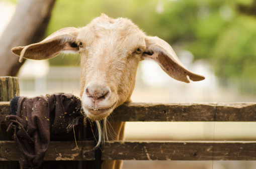 A goat in a greek farm