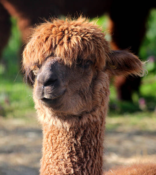 istock Image of brown alpaca head with long wool (vicugna pacos) 486749729