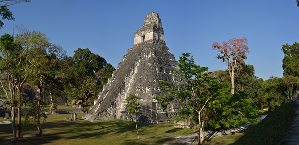 Panoramic view of Pyramid I (Jaguar Pyramid), at Main Plaza of Mayan capital ruins at Tikal, El Peten province, Guatemala. Blossoming acacia tree nearby.