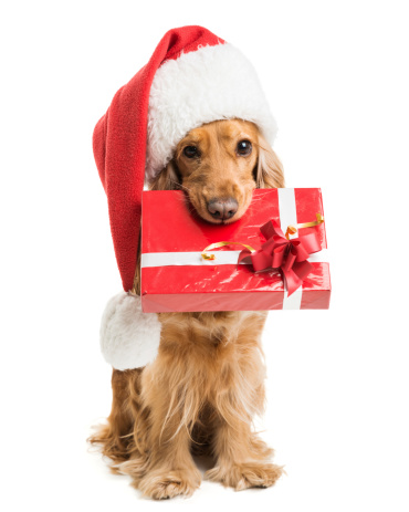 dog in santa hat with a gift mouth isolated