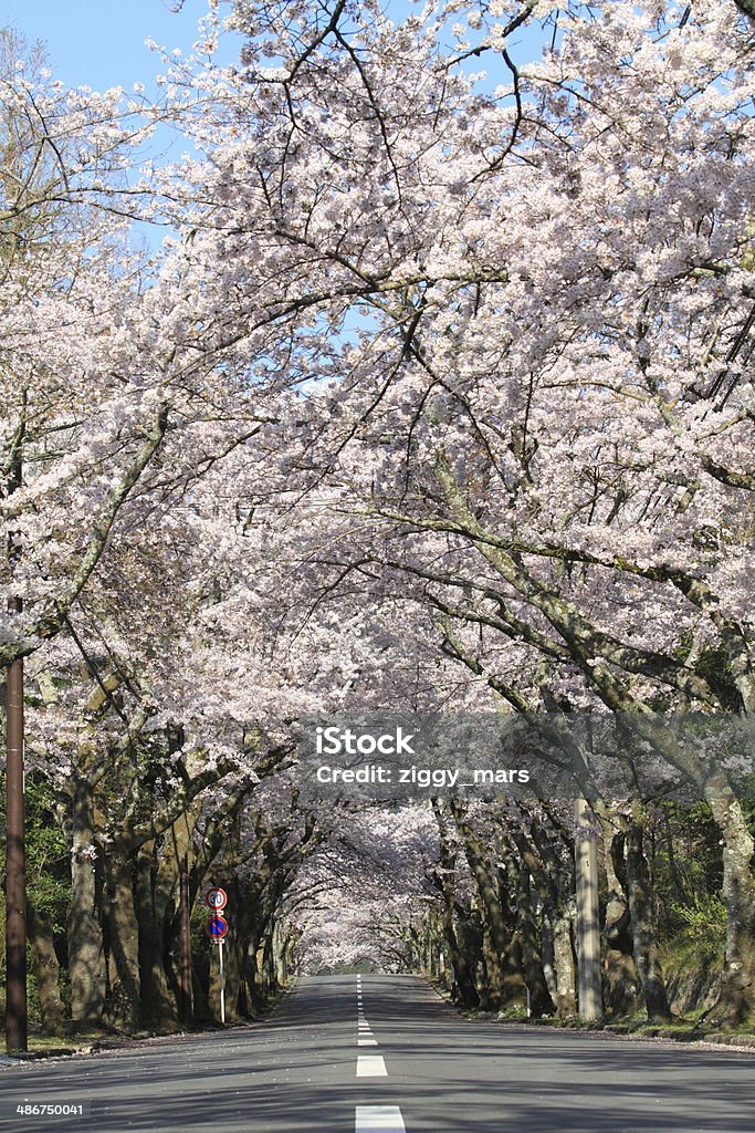 Row of cherry blossom trees in Izu highland, Japan Cherry Blossom Stock Photo