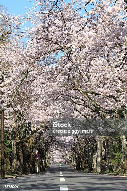 Row Of Cherry Blossom Trees In Izu Highland Japan Stock Photo - Download Image Now - Cherry Blossom, Cherry Tree, Treelined